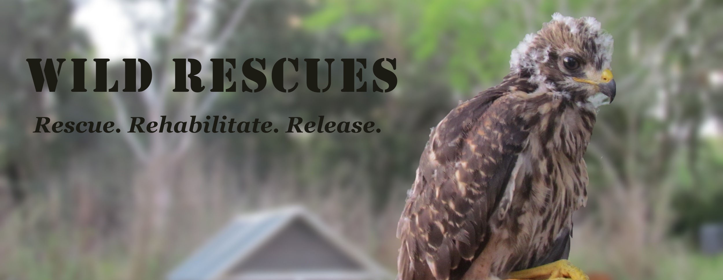rescue baby hawk
